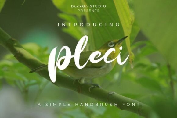 Pleci: A Bold Handbrush Font for Memorable Branding